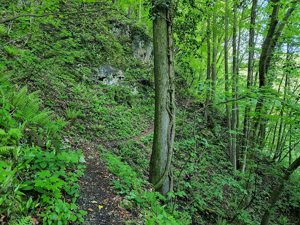 Slika je vidna v Google Chromu.