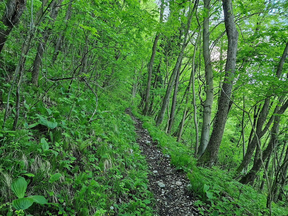 Slika je vidna v Google Chromu.