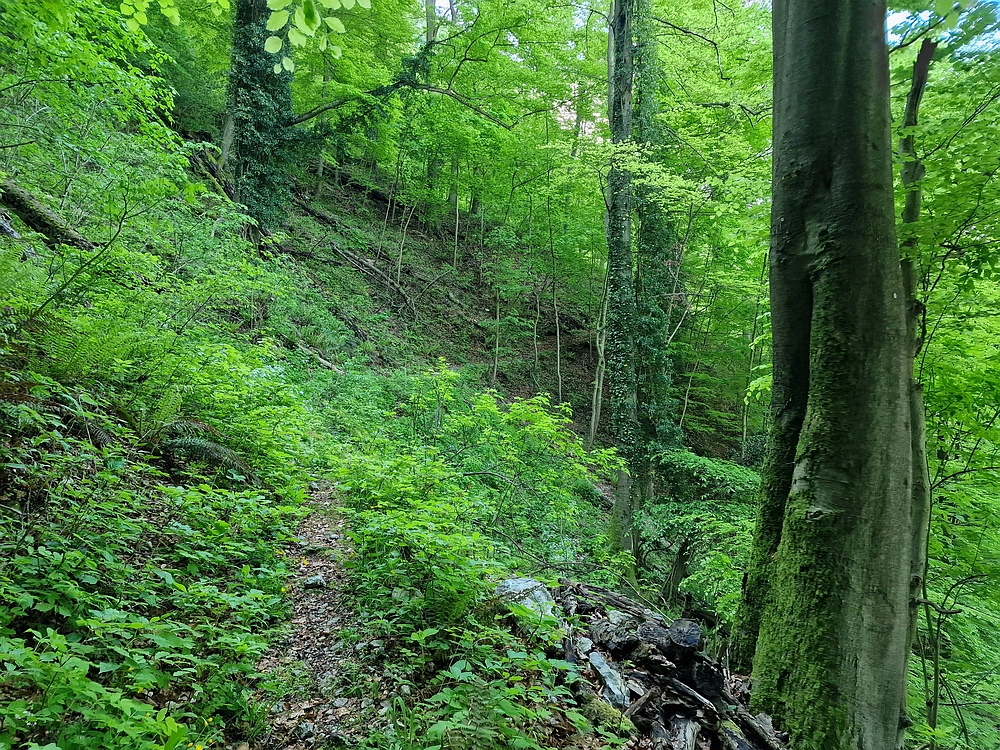 Slika je vidna v Google Chromu.