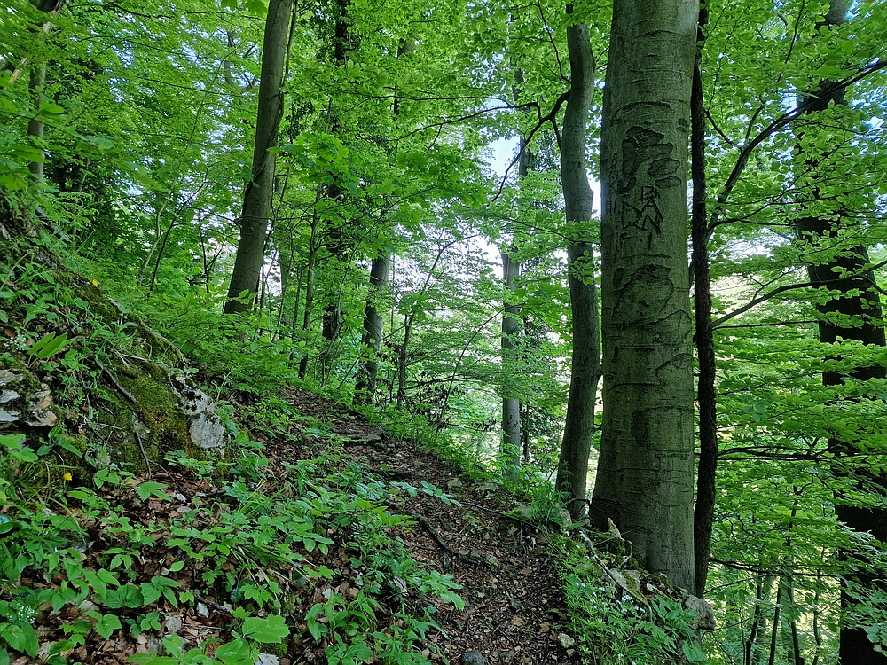 Slika je vidna v Google Chromu.
