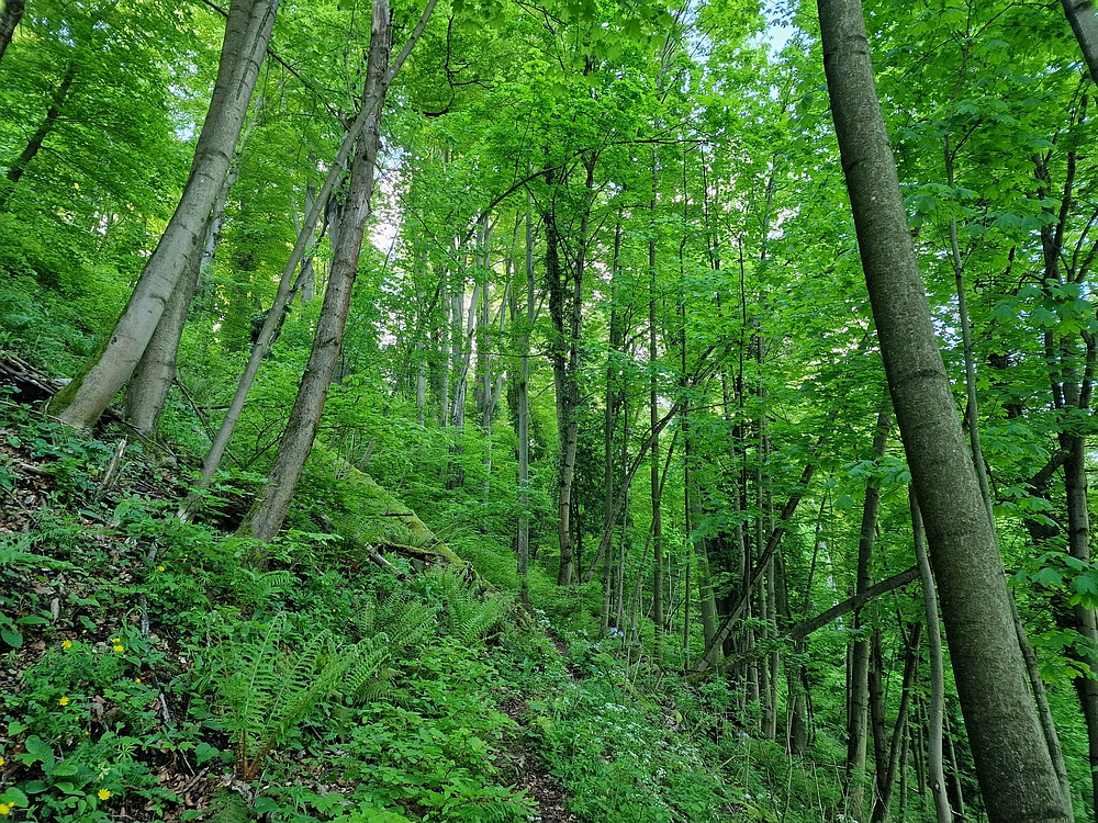 Slika je vidna v Google Chromu.