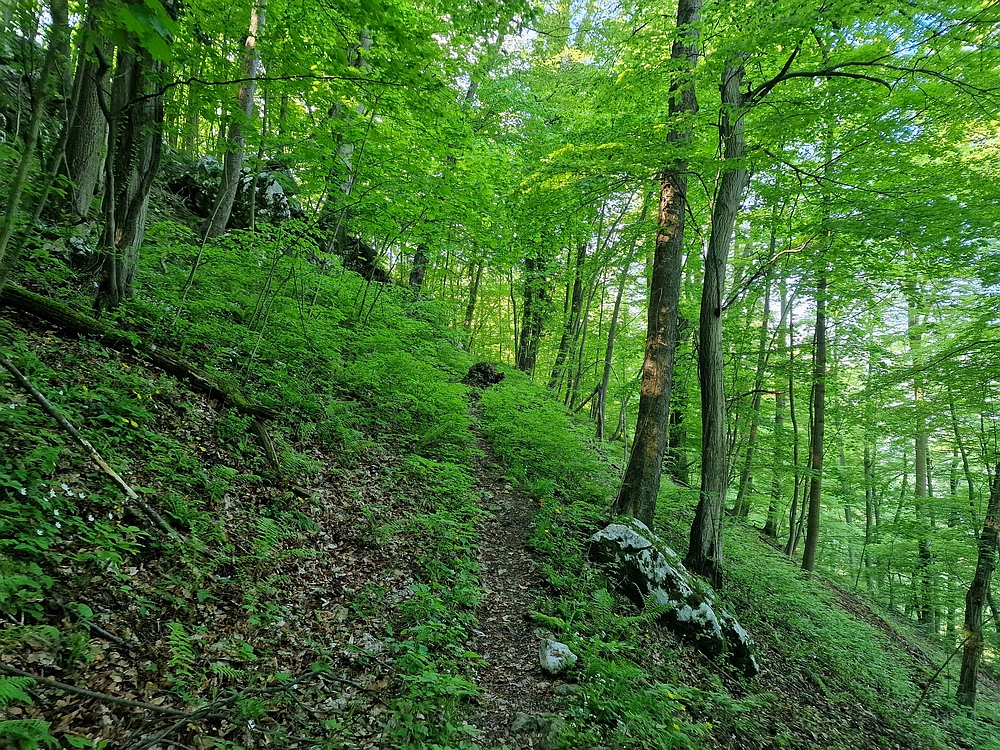 Slika je vidna v Google Chromu.
