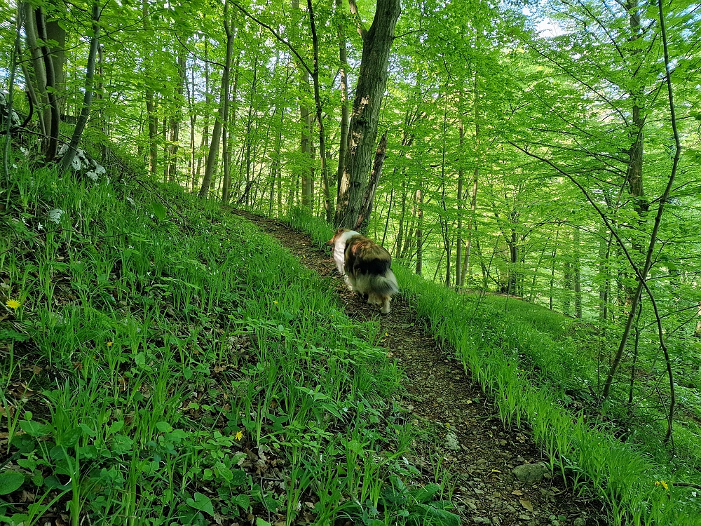 Slika je vidna v Google Chromu.