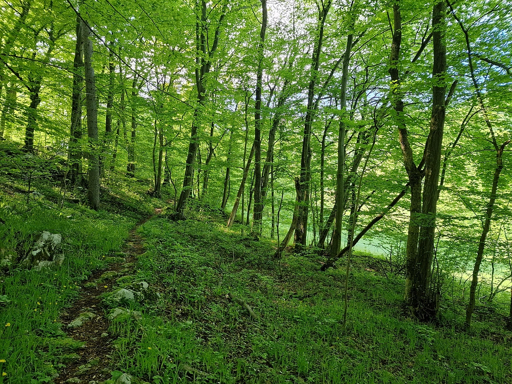 Slika je vidna v Google Chromu.