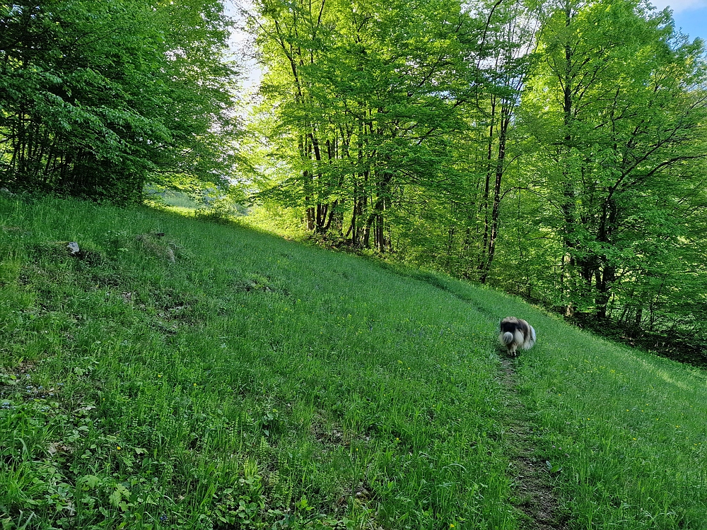 Slika je vidna v Google Chromu.