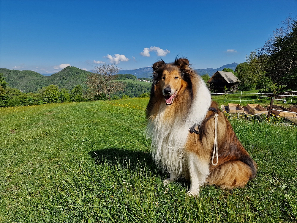 Slika je vidna v Google Chromu.