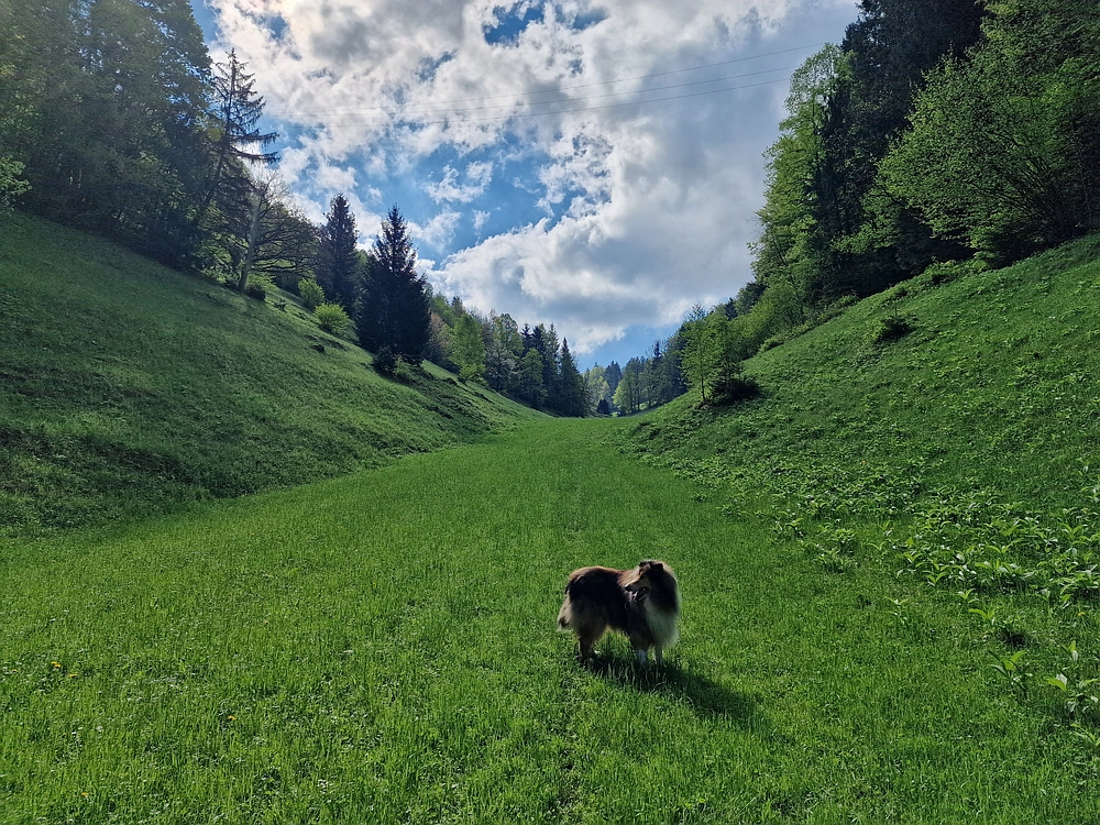 Slika je vidna v Google Chromu.