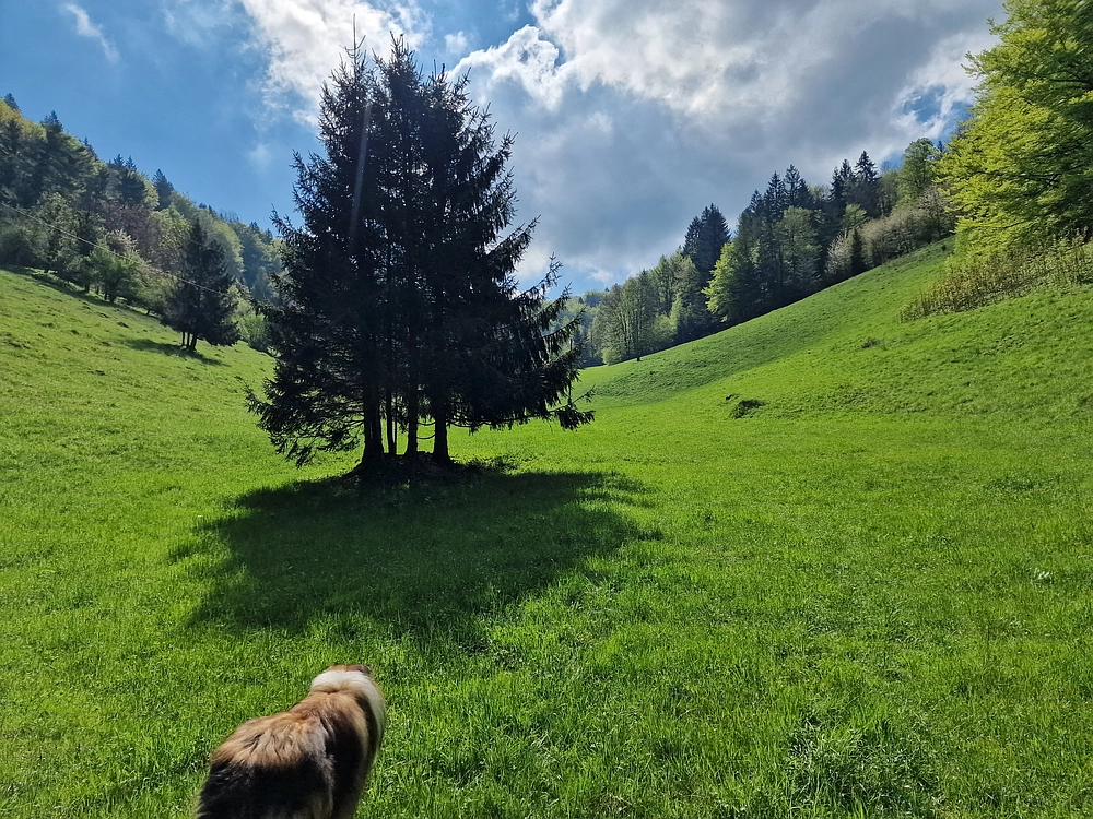 Slika je vidna v Google Chromu.