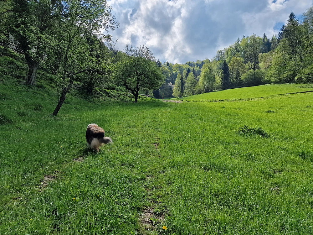 Slika je vidna v Google Chromu.