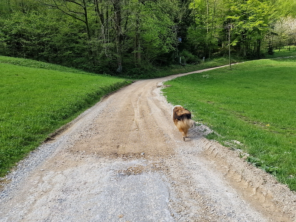 Slika je vidna v Google Chromu.