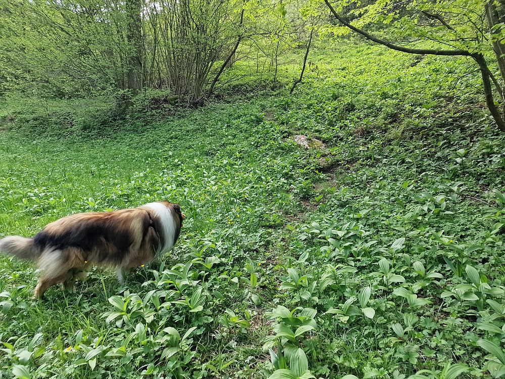 Slika je vidna v Google Chromu.