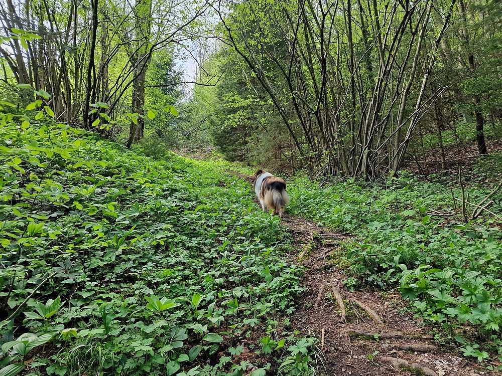 Slika je vidna v Google Chromu.