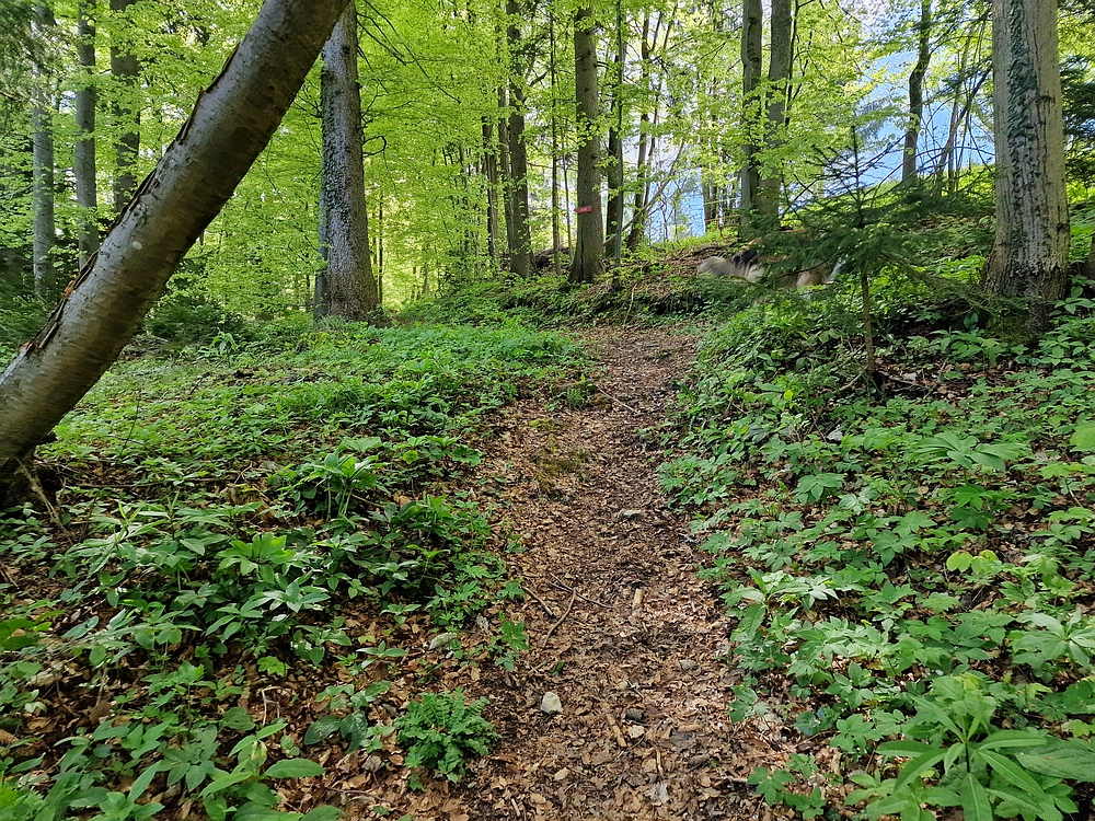 Slika je vidna v Google Chromu.