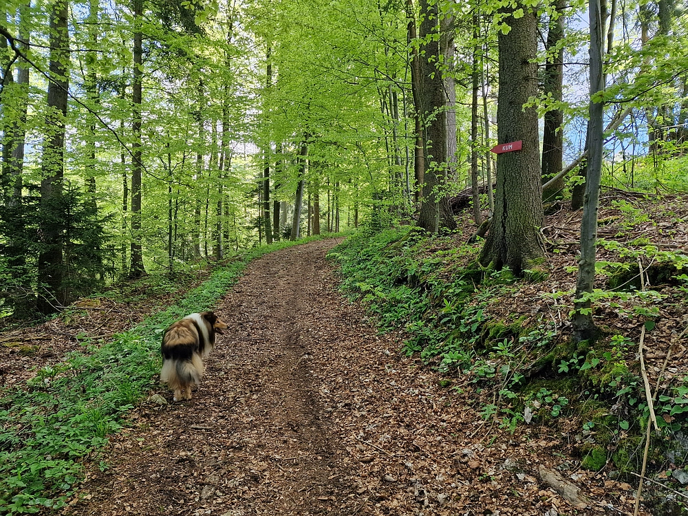 Slika je vidna v Google Chromu.