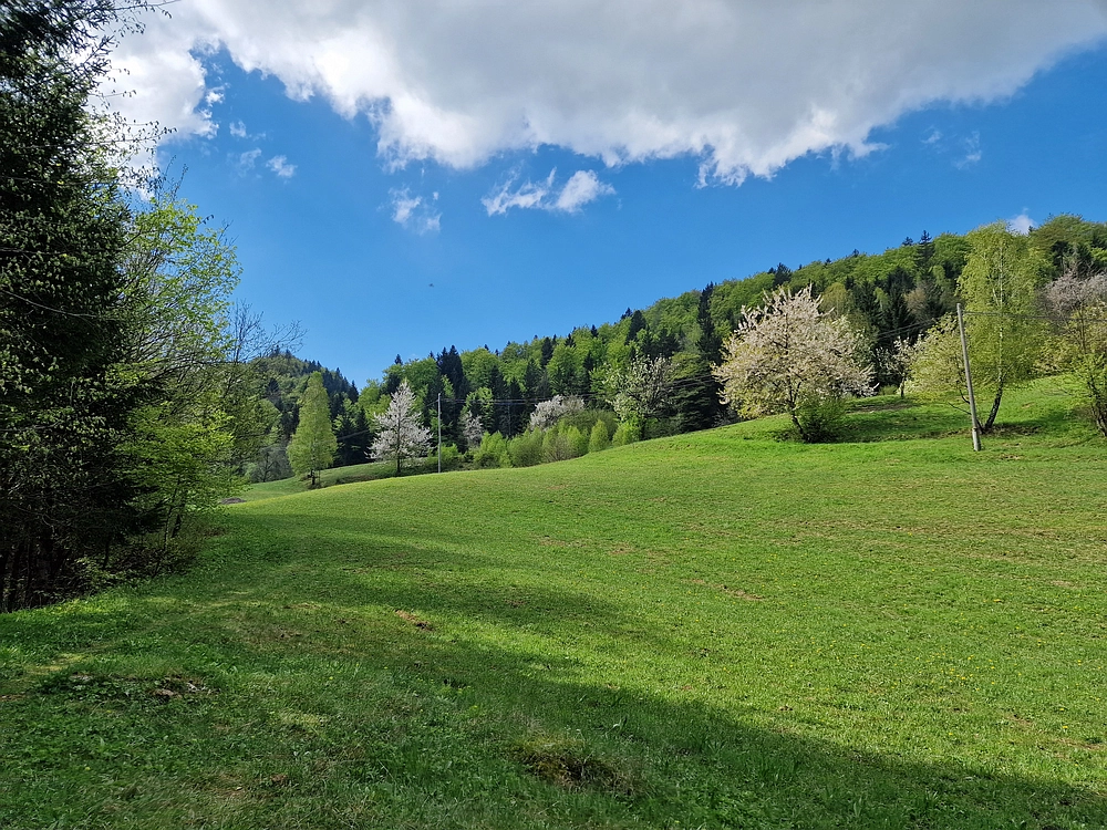 Slika je vidna v Google Chromu.
