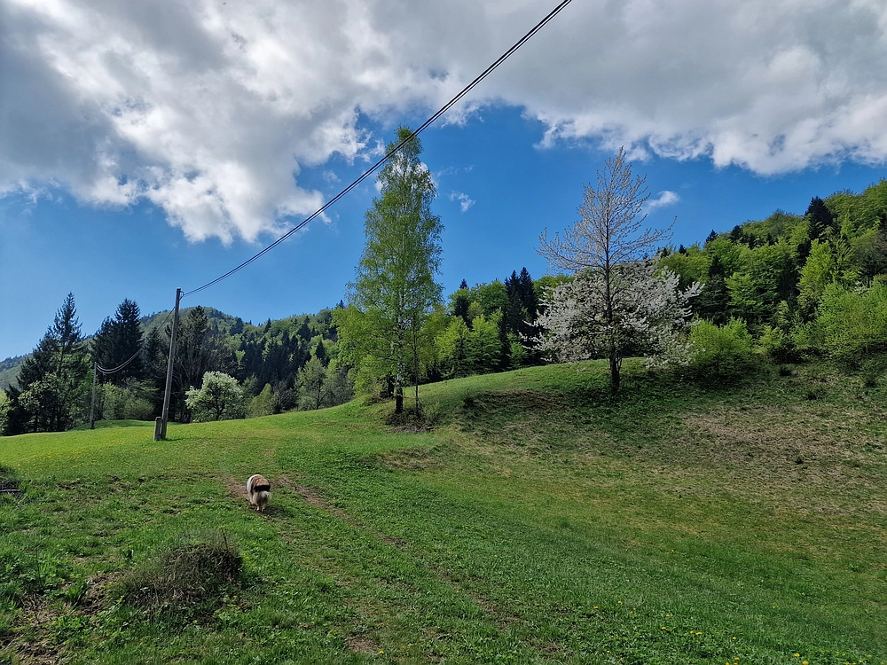 Slika je vidna v Google Chromu.
