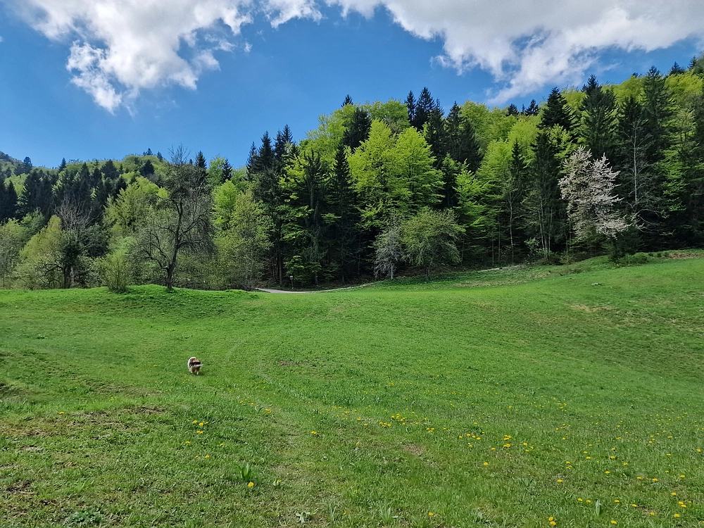 Slika je vidna v Google Chromu.