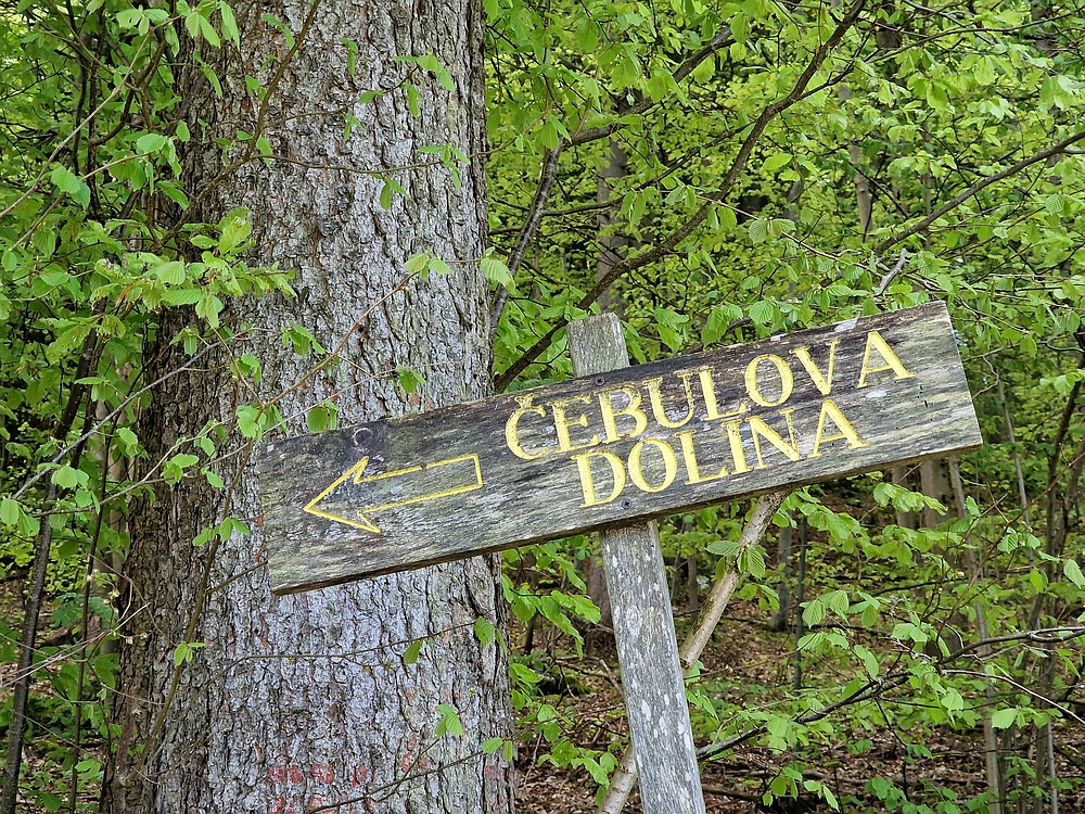 Slika je vidna v Google Chromu.