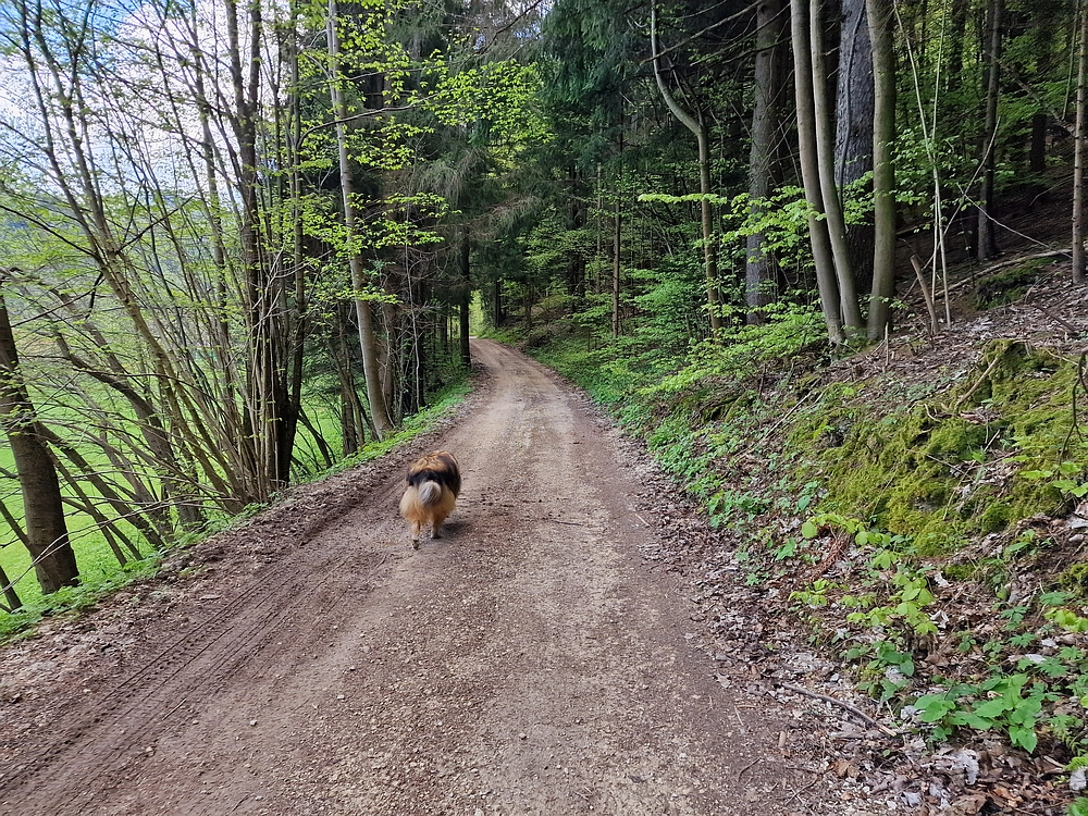 Slika je vidna v Google Chromu.
