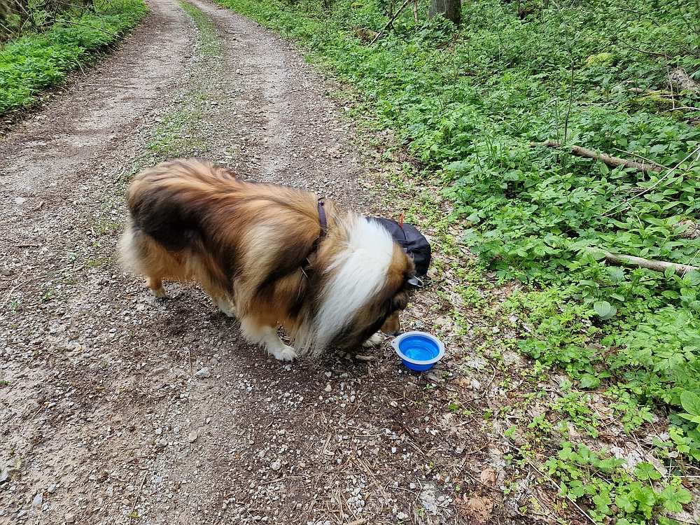 Slika je vidna v Google Chromu.