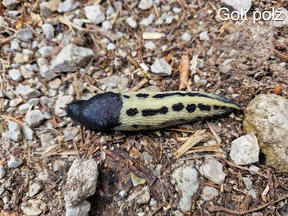 Slika je vidna v Google Chromu.