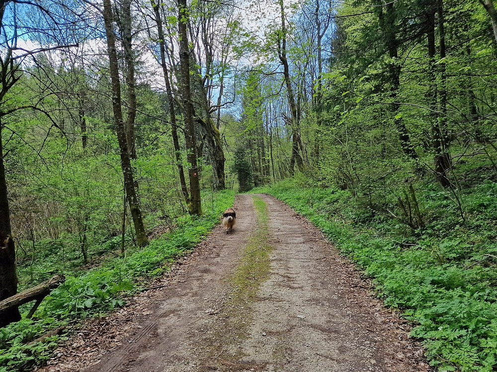 Slika je vidna v Google Chromu.