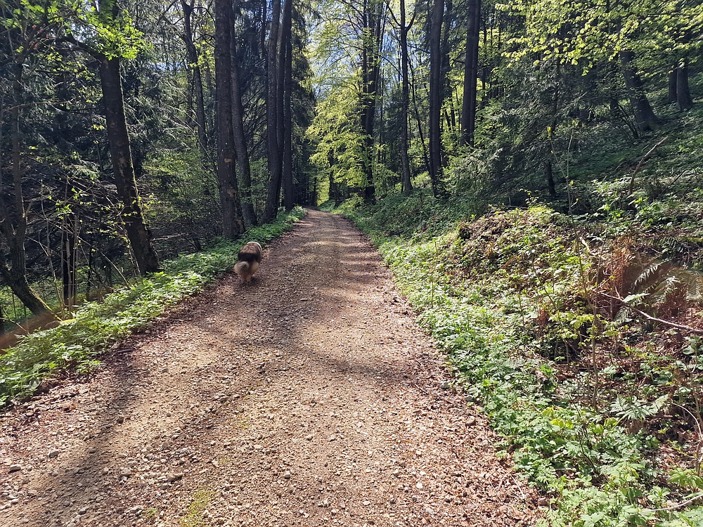 Slika je vidna v Google Chromu.