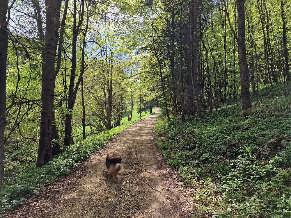 Slika je vidna v Google Chromu.