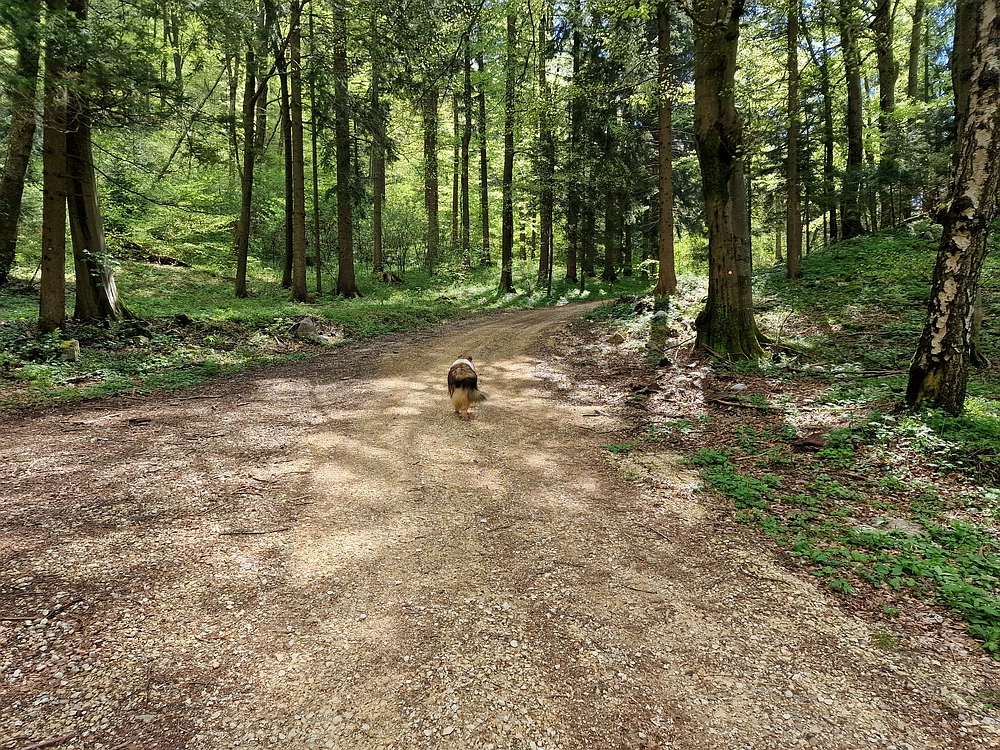 Slika je vidna v Google Chromu.