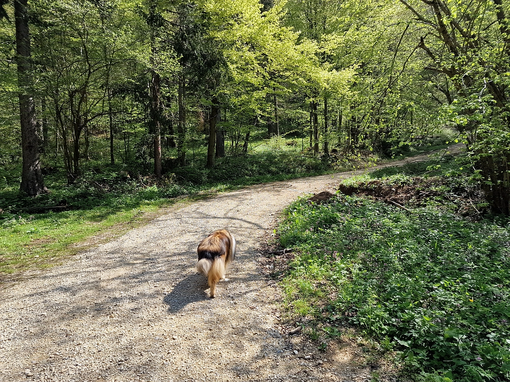 Slika je vidna v Google Chromu.