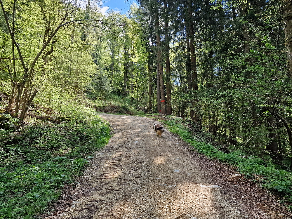 Slika je vidna v Google Chromu.