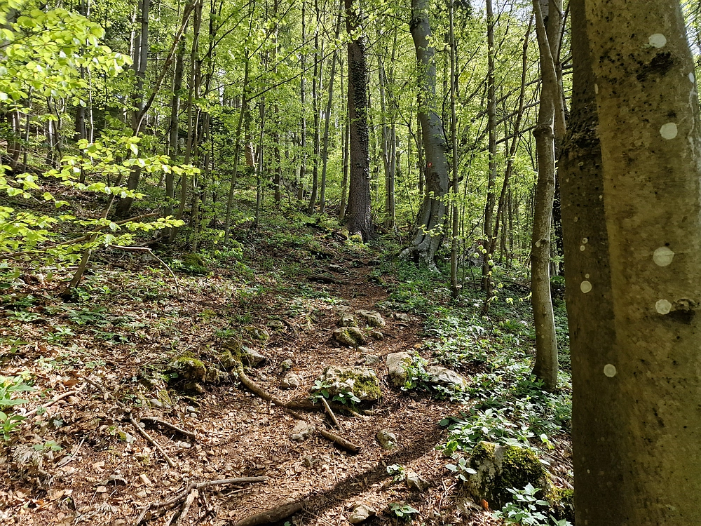 Slika je vidna v Google Chromu.