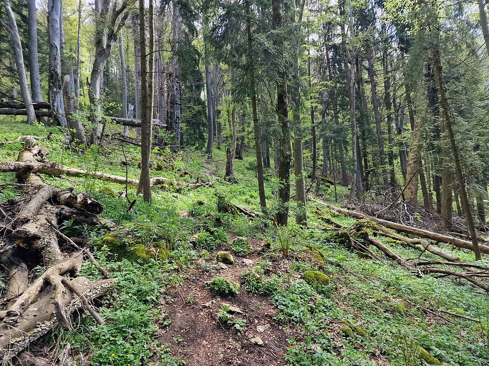 Slika je vidna v Google Chromu.