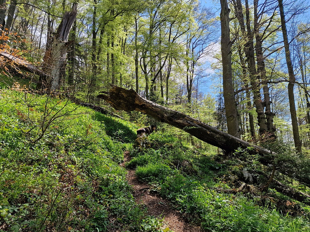 Slika je vidna v Google Chromu.