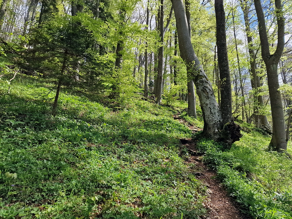 Slika je vidna v Google Chromu.
