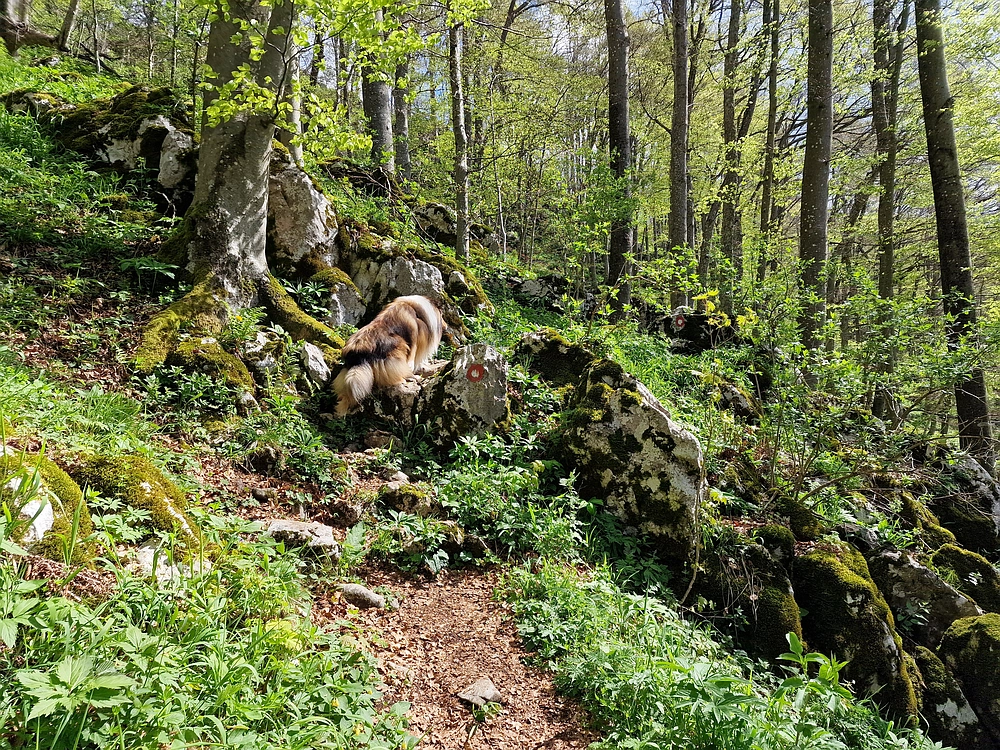 Slika je vidna v Google Chromu.