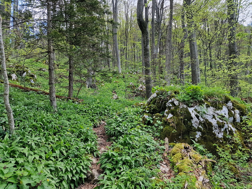 Slika je vidna v Google Chromu.