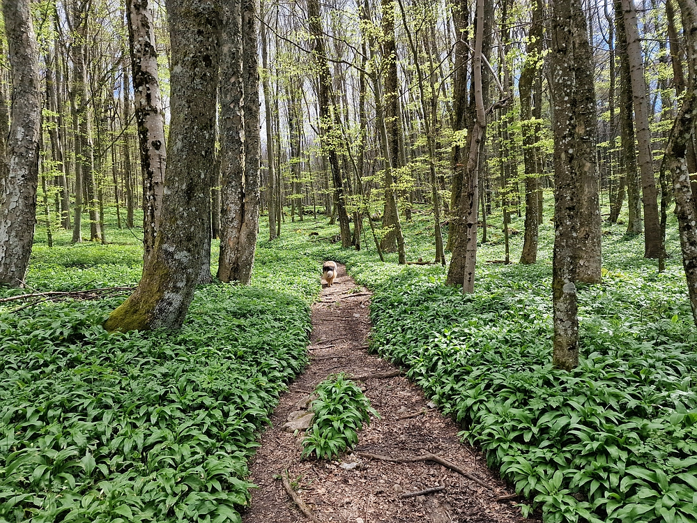 Slika je vidna v Google Chromu.