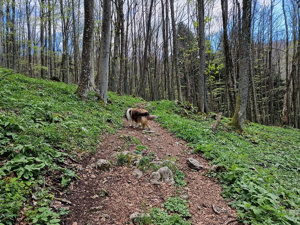 Slika je vidna v Google Chromu.