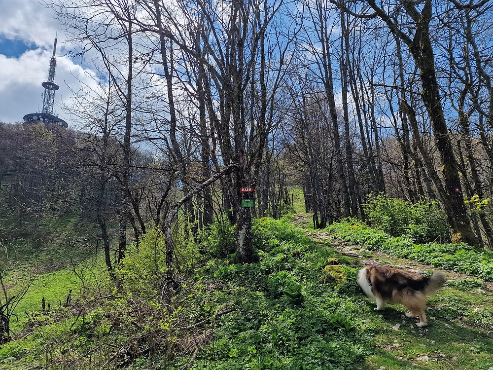 Slika je vidna v Google Chromu.