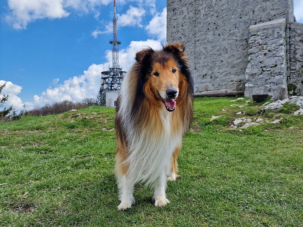 Slika je vidna v Google Chromu.