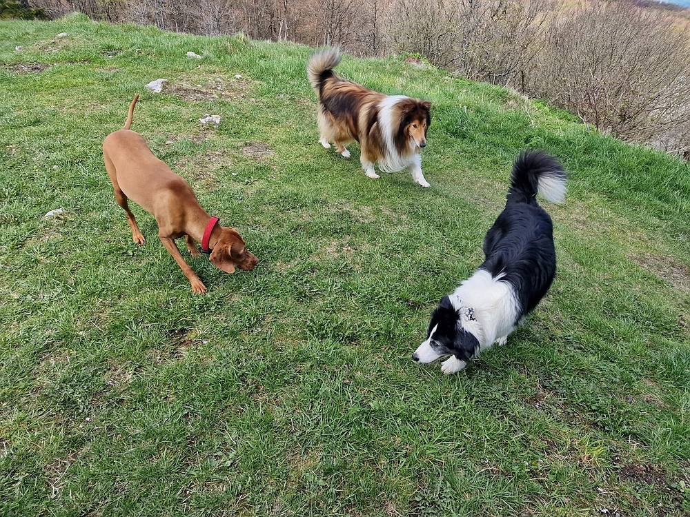 Slika je vidna v Google Chromu.