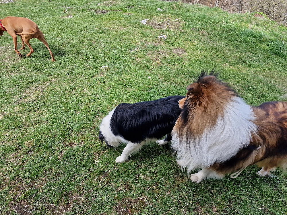 Slika je vidna v Google Chromu.