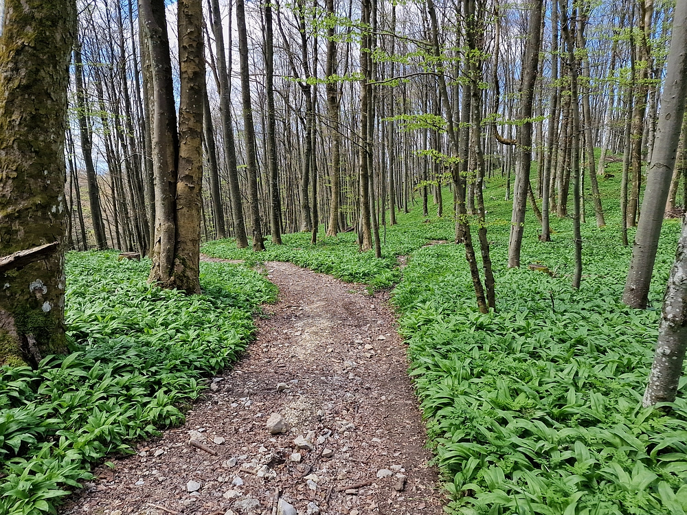 Slika je vidna v Google Chromu.