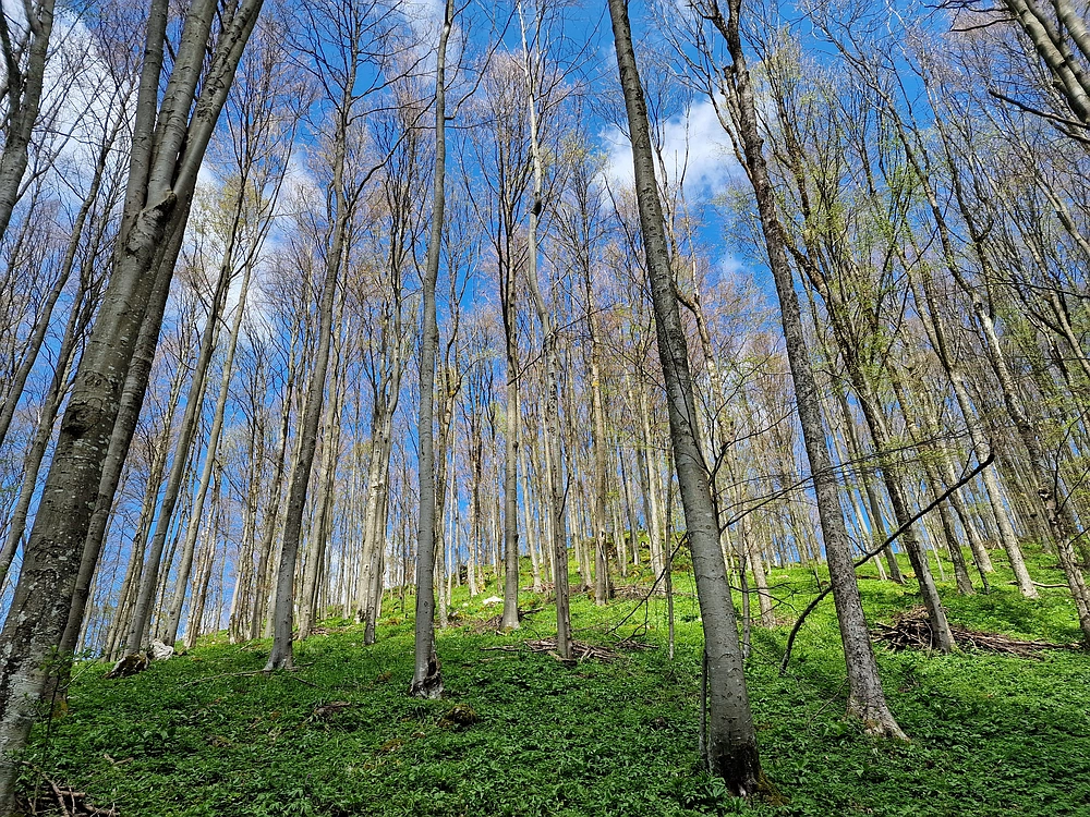 Slika je vidna v Google Chromu.