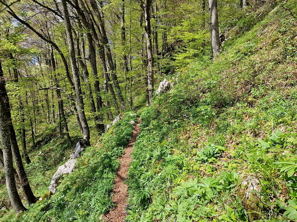 Slika je vidna v Google Chromu.