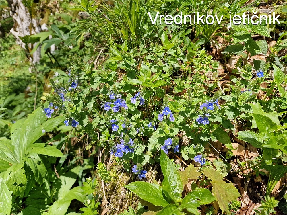 Slika je vidna v Google Chromu.