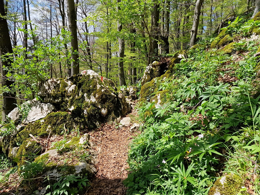 Slika je vidna v Google Chromu.