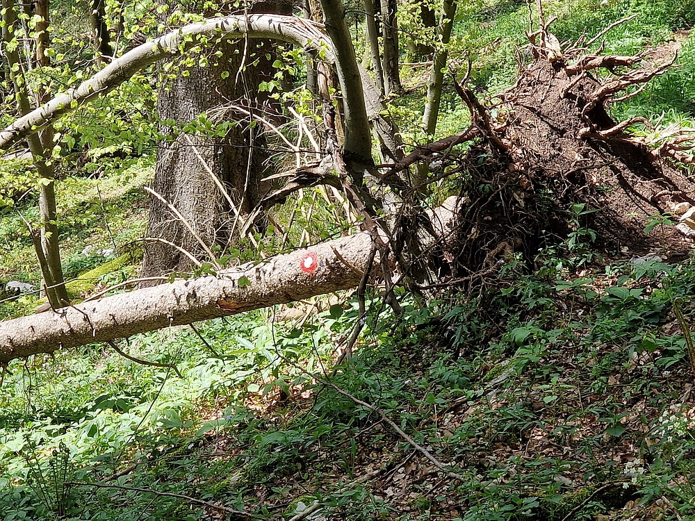 Slika je vidna v Google Chromu.
