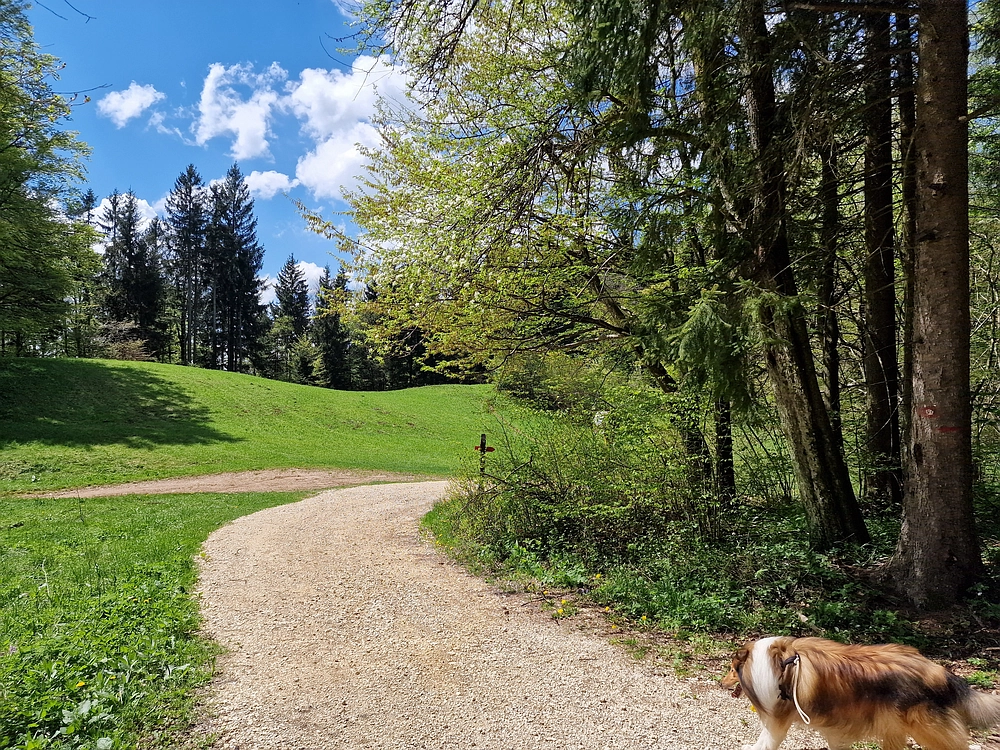 Slika je vidna v Google Chromu.